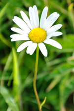 Hvítt oksaeyga / Leucanthemum vulgare Lam. (Chrysanthemum leucanthemum L.), Sandoy.