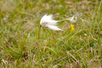 Mýrufípa / Eriophorum angustifolium. Sandoy 2009.