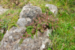 Skaldabrobber / Thymus praecox. Sandoy 2009.