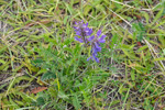 Skrykkjukrøkja / Vicia cracca L. Sandoy 2009.