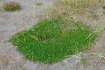 Seyðasmæra / Trifolium repens L. Sandoy 2009.