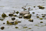 Fjallmurra / Almindelig ryle / Dunlin / Calidris alpina, Sandoy 2009.