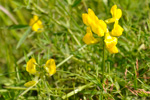 Eingjarflatbjølgur / Lathyrus pratensis L. Sandoy 2009.