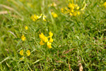 Eingjarflatbjølgur / Lathyrus pratensis L. Sandoy 2009.