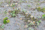 Várhagasólja / Taraxacum vulgare (L.)