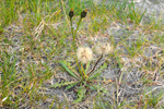 Várhagasólja / Taraxacum vulgare (L.)