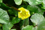 Kirkjubøsólja / Ranunculus ficaria