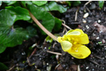 Kirkjubøsólja / Ranunculus ficaria