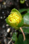 Kirkjubøsólja / Ranunculus ficaria