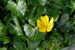 Kirkjubøsólja / Ranunculus ficaria