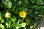 Kirkjubøsólja / Ranunculus ficaria