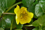 Kirkjubøsólja / Ranunculus ficaria