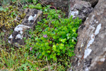 Tvíkynjaður berjalyngur / krákuber (Empetrum nigrum subsp. hermaphroditum (Hagerup) Böcher)