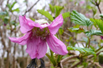 DK Laksebær / Rubus spectabilis