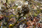 Loðpílur / Salix lanata