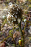 Loðpílur / Salix lanata