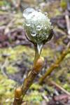 Loðpílur / Salix lanata