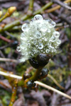 Loðpílur / Salix lanata