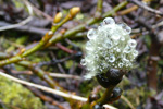 Loðpílur / Salix lanata