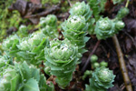 Rósuhjálpirót / Rhodiola rosea L.