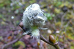 Salix