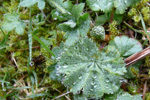 Garðaskøra / Alchemilla mollis (Buser) Rothm.