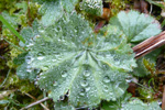 Garðaskøra / Alchemilla mollis (Buser) Rothm.