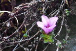 Vetrarsteinbrot / Saxifraga oppositifolia L. Vestmanna.