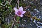 Vetrarsteinbrot / Saxifraga oppositifolia L. Vestmanna.