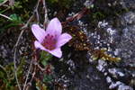 Vetrarsteinbrot / Saxifraga oppositifolia L. Vestmanna.