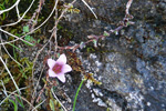 Vetrarsteinbrot / Saxifraga oppositifolia L. Vestmanna.