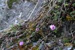 Vetrarsteinbrot / Saxifraga oppositifolia L. Vestmanna.