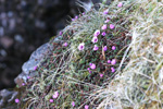 Vetrarsteinbrot / Saxifraga oppositifolia L. Vestmanna.