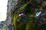 Vetrarsteinbrot / Saxifraga oppositifolia L. Vestmanna.