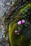 Vetrarsteinbrot / Saxifraga oppositifolia L. Vestmanna.