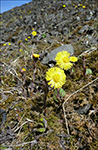 Loðið hóvblað / Tussilago farfara L. Tórshavn 2010