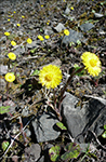 Loðið hóvblað / Tussilago farfara L. Tórshavn 2010