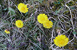 Loðið hóvblað / Tussilago farfara L. Tórshavn 2010