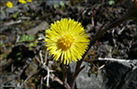 Loðið hóvblað / Tussilago farfara L. Tórshavn 2010