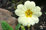 Leggstutt fransagras / Primula vulgaris Hudson (P. acaulis (L.) Hill)