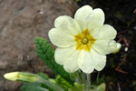 Leggstutt fransagras / Primula vulgaris Hudson (P. acaulis (L.) Hill)