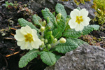 Leggstutt fransagras / Primula vulgaris Hudson (P. acaulis (L.) Hill)