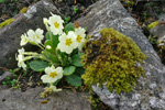 Leggstutt fransagras / Primula vulgaris Hudson (P. acaulis (L.) Hill)