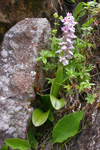 Kalmansbørkubóndi / Orchis mascula (L.) 