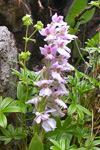 Kalmansbørkubóndi / Orchis mascula (L.) 