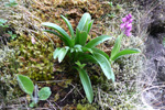 Kalmansbørkubóndi / Orchis mascula (L.) 