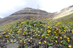 Loðið hóvblað / Tussilago farfara L. Klaksvík.