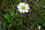 Støðugtblómandi summardái / Bellis perennis (L.)