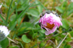 Støðugtblómandi summardái / Bellis perennis (L.)