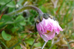 Støðugtblómandi summardái / Bellis perennis (L.)